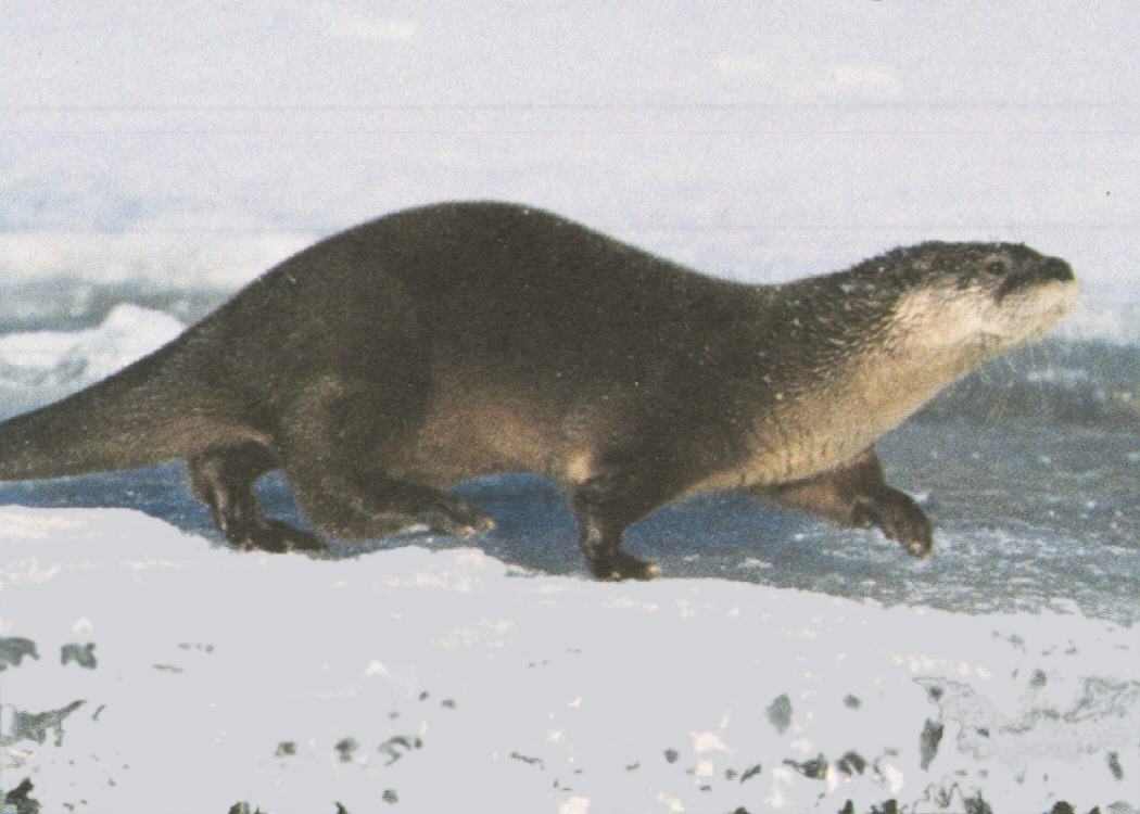 Associated image for entry 'otter'