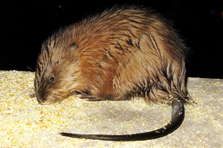 Associated image for entry 'muskrat'