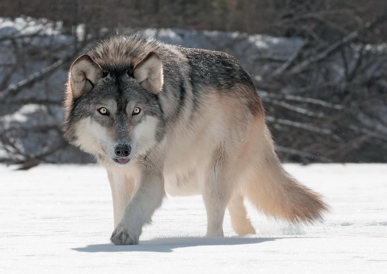 Associated image for entry 'wolf; coyote'