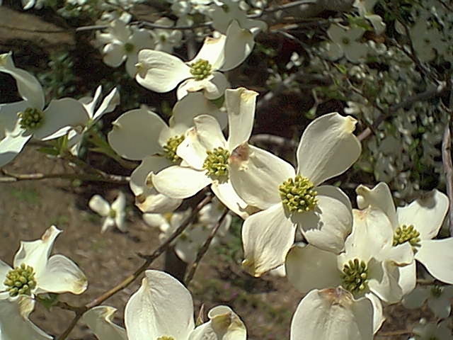 Associated image for entry 'dogwood tree'