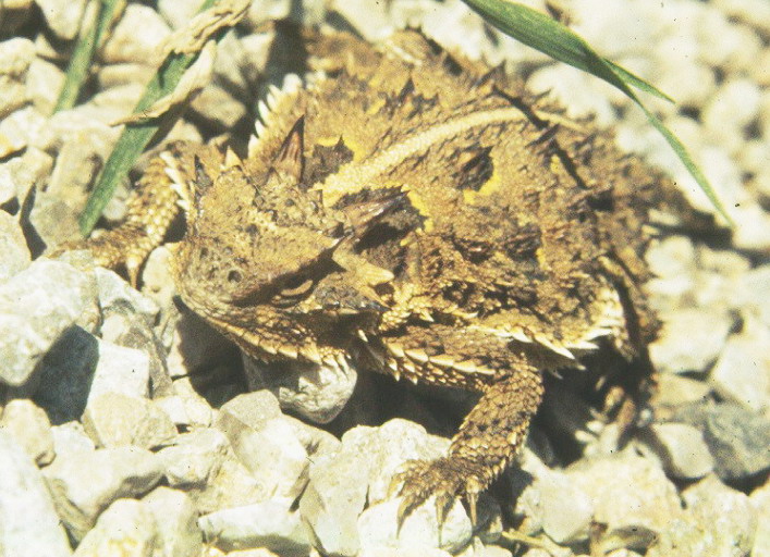Associated image for entry 'horned toad'