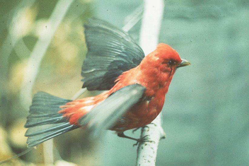 Associated image for entry 'scarlet  tanager'