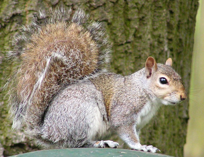 Associated image for entry 'gray squirrel'