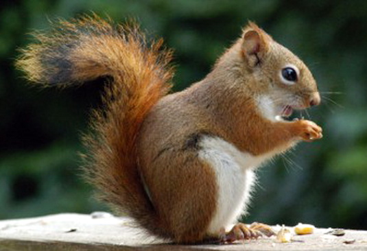 Associated image for entry 'squirrel (red squirrel)'