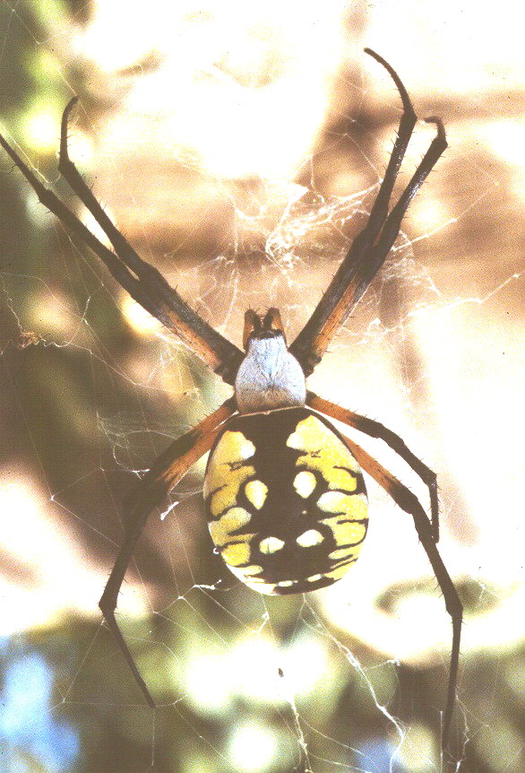 Associated image for entry 'spider'