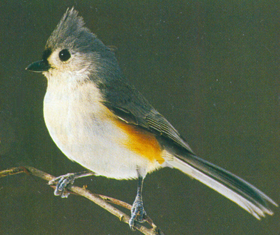 Associated image for entry 'tufted titmouse (type of bird)'