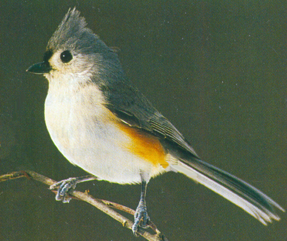Associated image for entry 'tufted titmouse (type of bird)'
