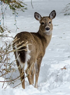 Associated image for entry 'deer'