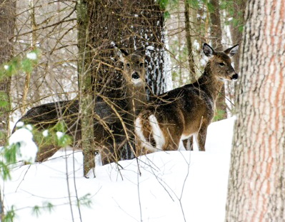 Associated image for entry 'deer (plural)'