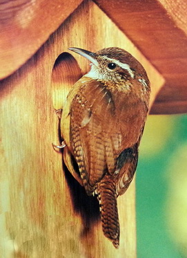 Associated image for entry 'wren'