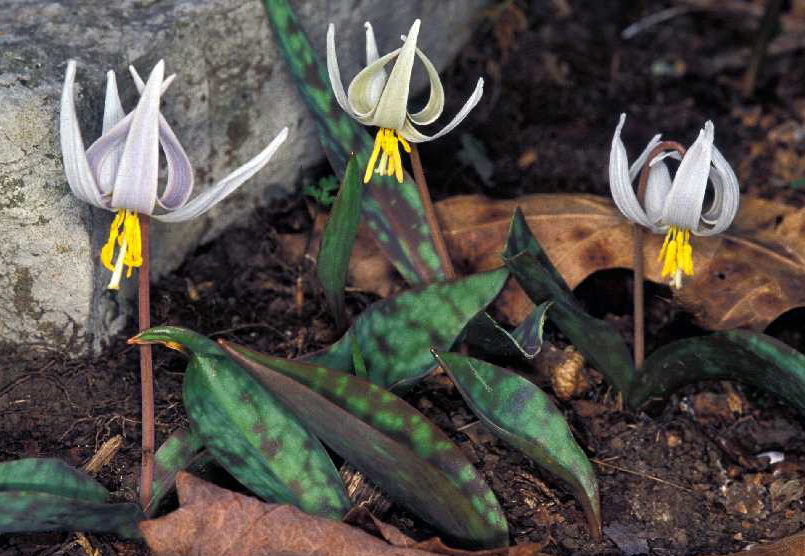 Associated image for entry 'wild Easter lily; white Adder's-tongue (a flower) (Erythronium albidum)'