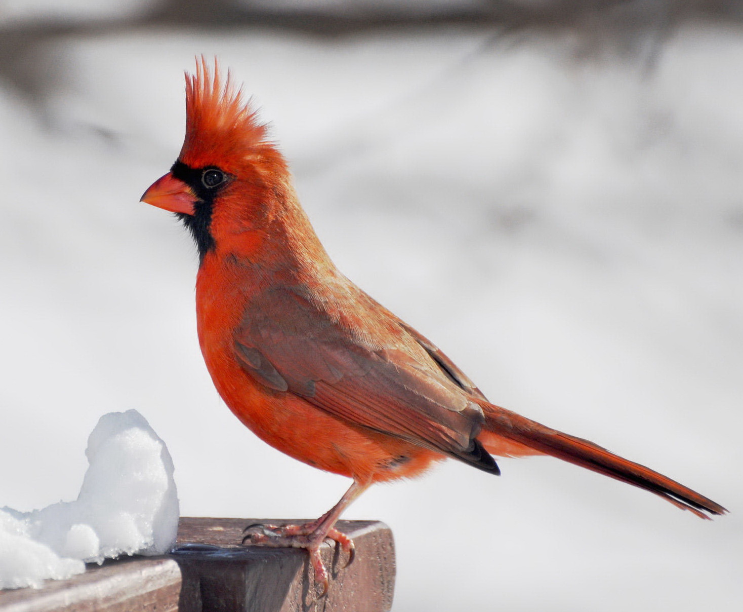 Associated image for entry 'cardinal (bird)'