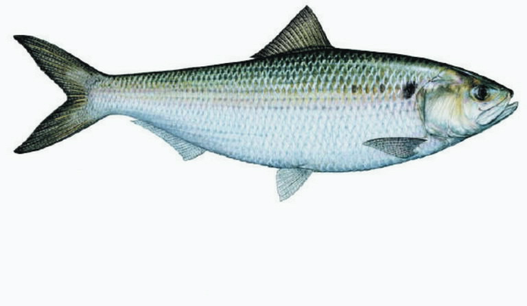 Associated image for entry 'shad fish'