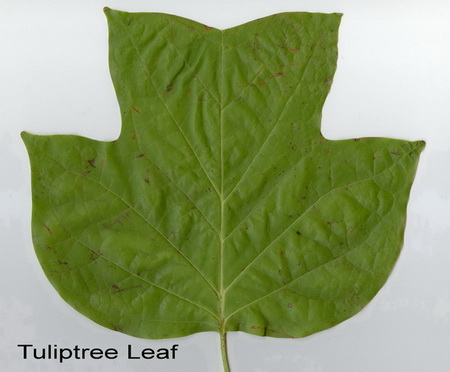 Associated image for entry 'Tuliptree (Liriodendron tulipifera)'