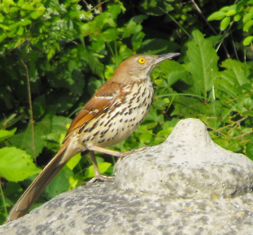 Associated image for entry 'brown thrasher (bird) [Toxostoma rufum]'