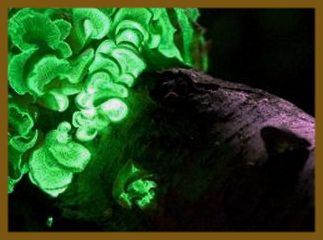 Associated image for entry 'that which is rotten wood; (perhaps also the name for) foxfire'
