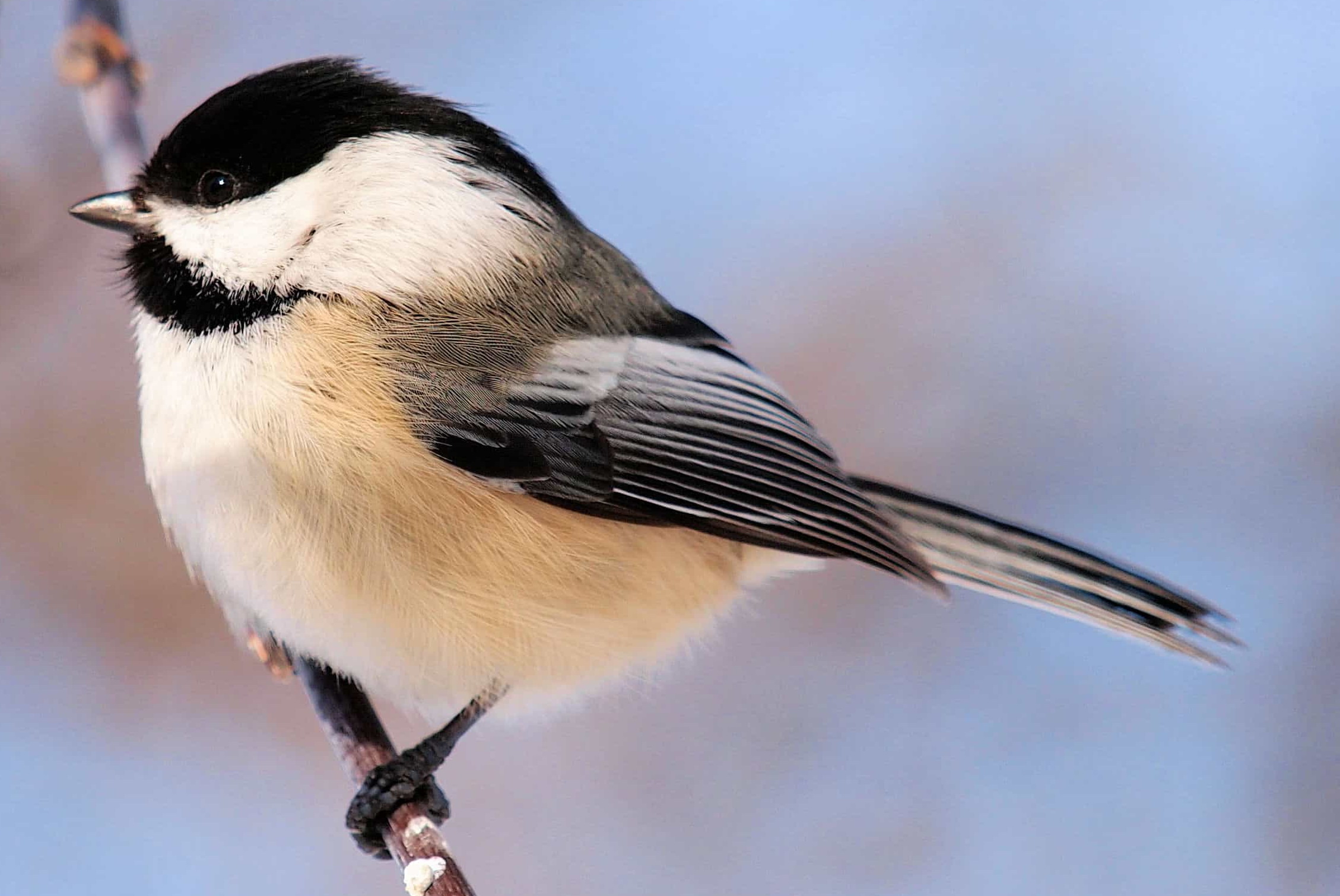 Associated image for entry 'chickadee'