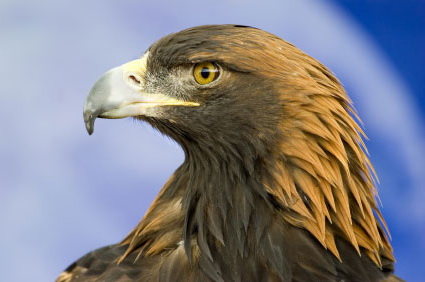 Associated image for entry 'Golden Eagle'