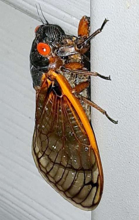 Associated image for entry 'cicada;  locust (periodical locust, with red eyes)'