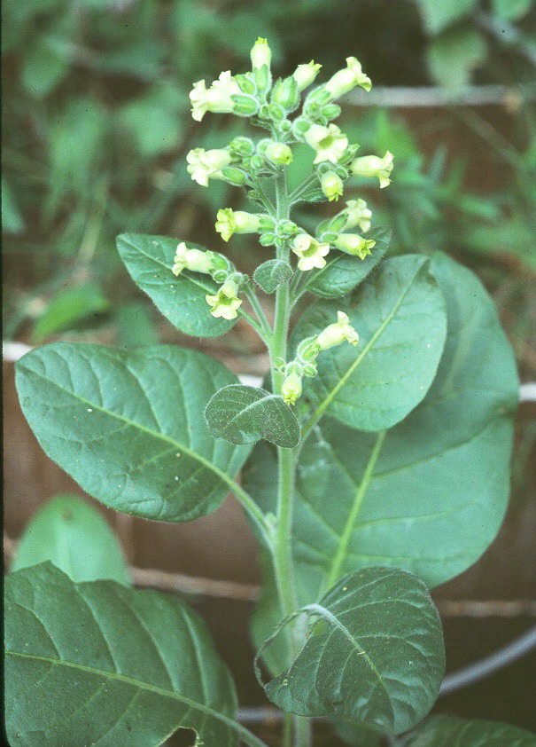 Associated image for entry 'Indian tobacco (lit: common tobacco)'