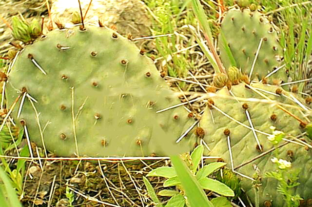 Associated image for entry 'prickly pear cactus [Opunita polyacantha]'