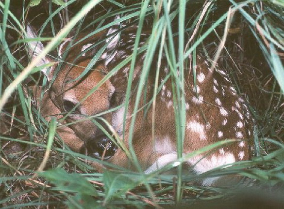 Associated image for entry 'fawn'