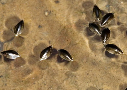 Associated image for entry 'whirligig beetle, water beetle'