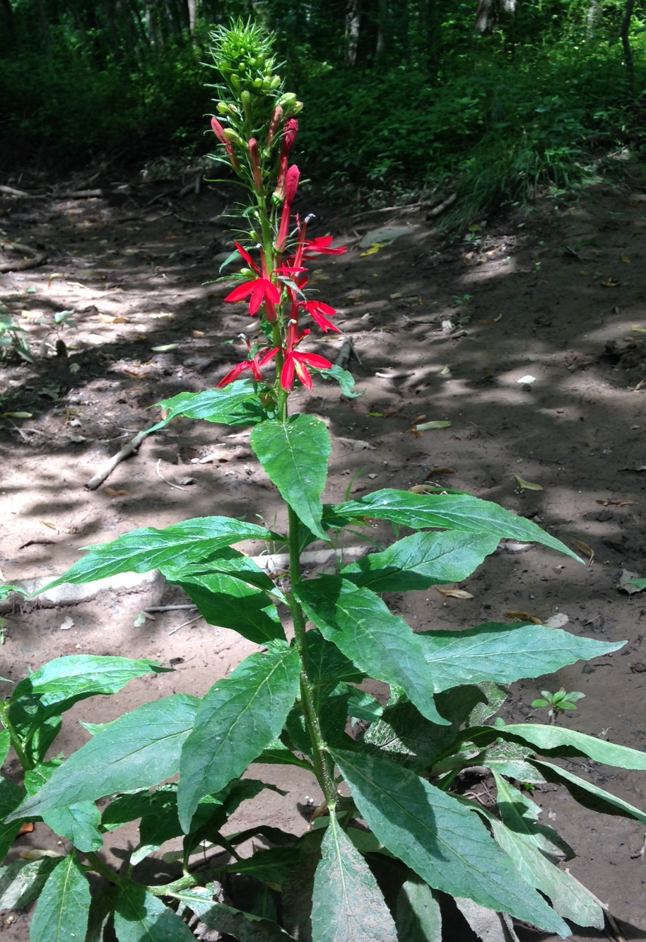 Associated image for entry 'Cardinal Flower[Lobelia cardinalis]'