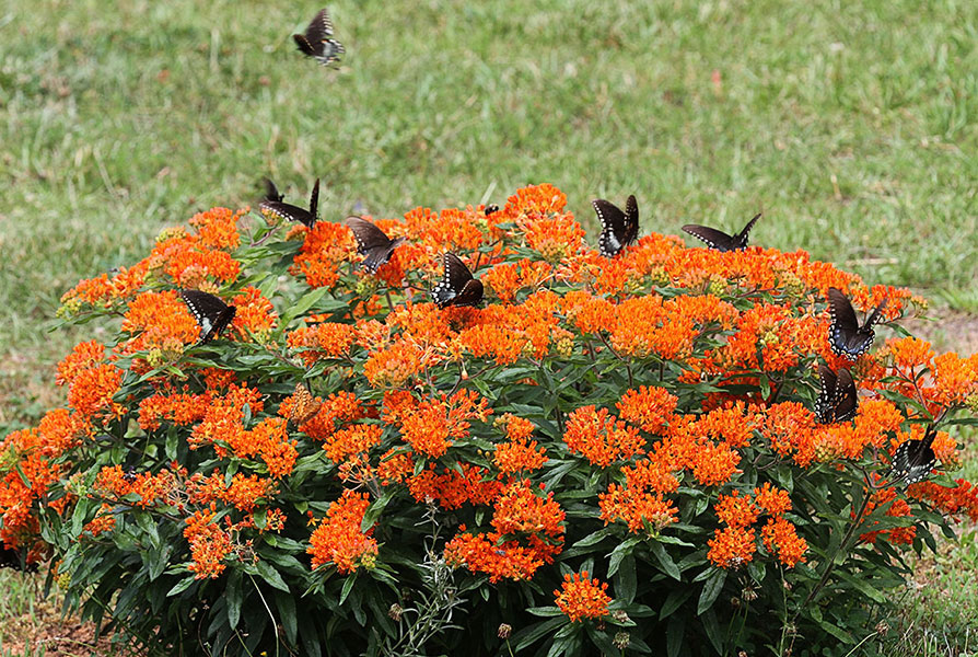 Associated image for entry 'Butterfly Milkweed;  Butterfly Bush (Asclepias tuberosa) (lit:- that on which butterflies alight)'