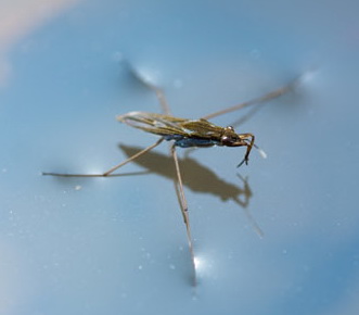 Associated image for entry 'Water Strider (insect on water) [Gerris sp.]'