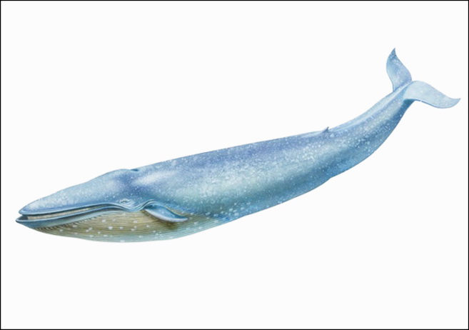 Associated image for entry 'whale'