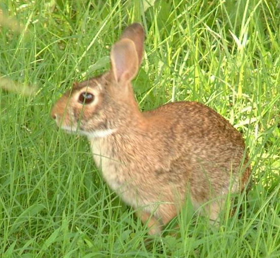 Associated image for entry 'rabbit'