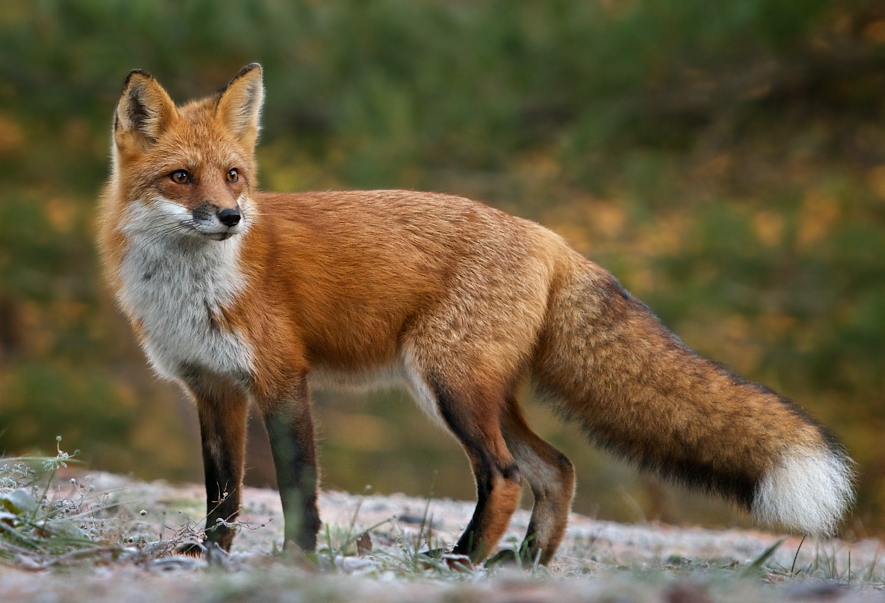 Associated image for entry 'fox'