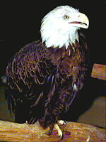 Associated image for entry 'bald eagle'