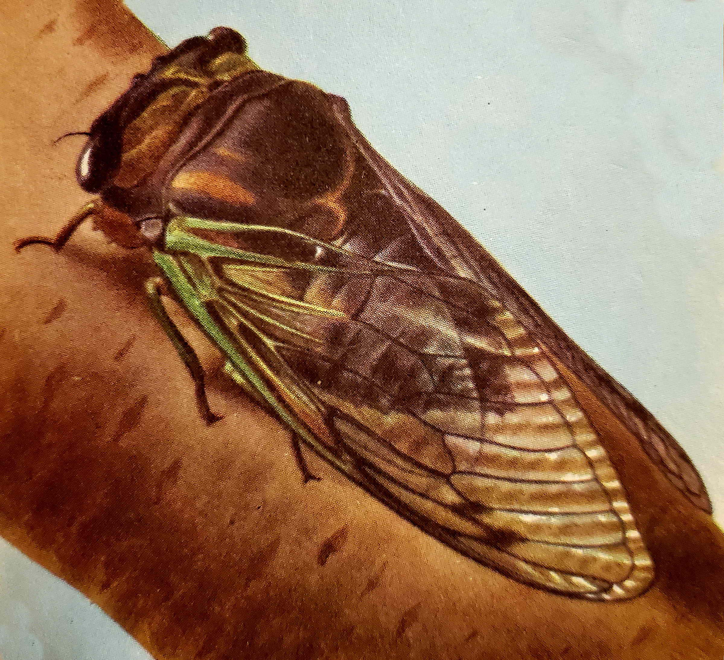 Associated image for entry 'cicada'