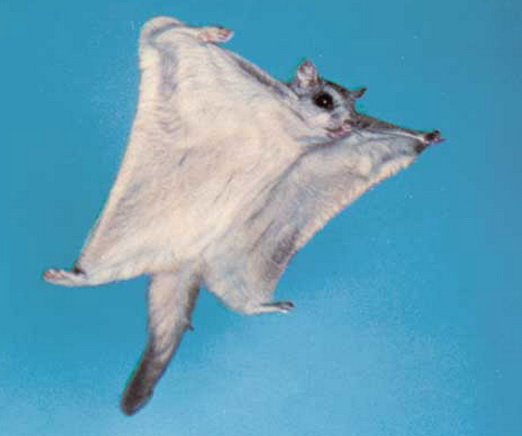 Associated image for entry 'flying squirrel'