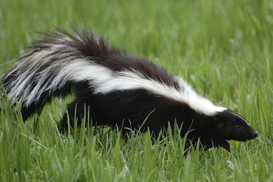 Associated image for entry 'skunk'