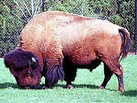Associated image for entry 'bison; American buffalo'