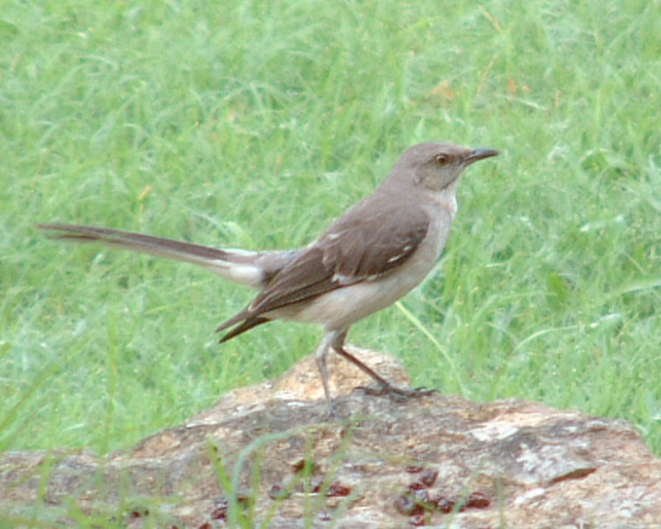 Associated image for entry 'mockingbird'
